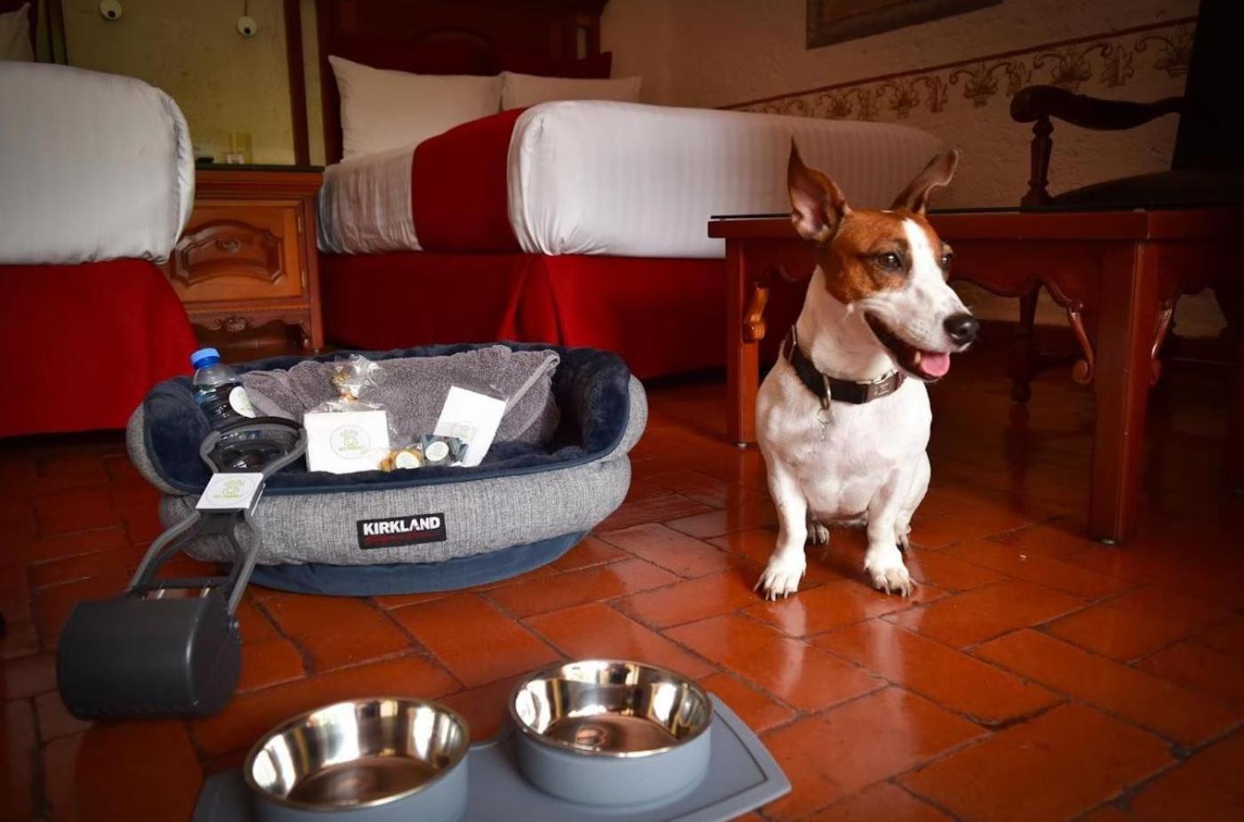Standard Double Dog Friendly,1706821210:JPEG
