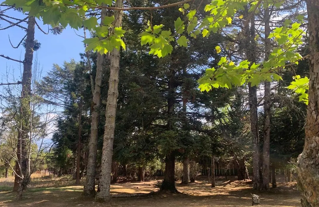 Chalé da Araucária-1
