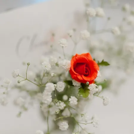 Claire Rose B&B-3