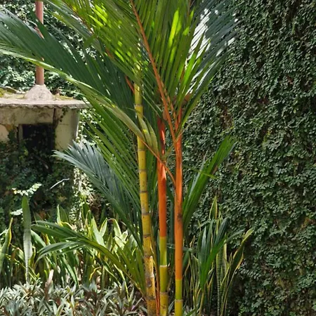 Ecopousada Miriti-2