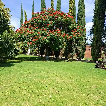 Los ciprés-3