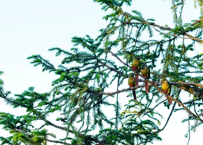 Griffin Phillips Boutique Hotel Campos do Jordão