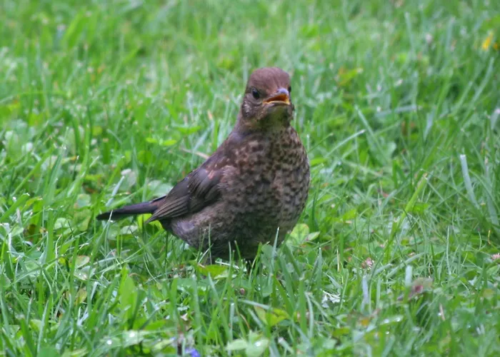 B&B La Casa Di Campagna Bergamo