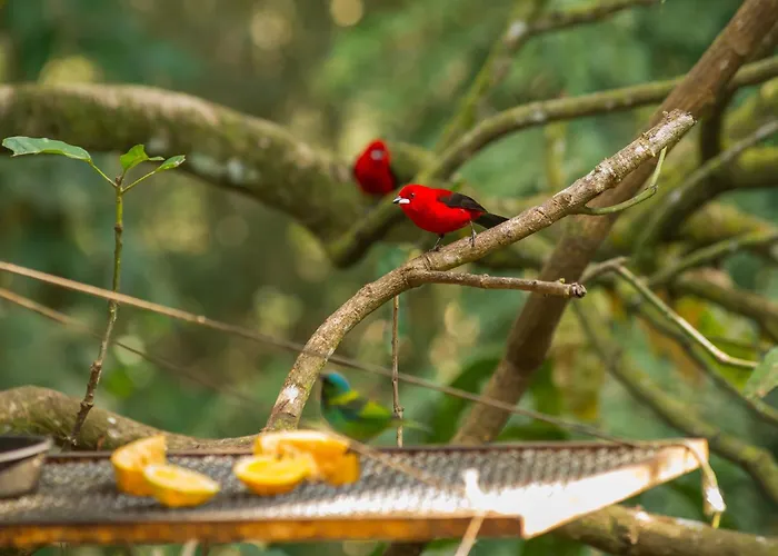 Pousada Valle dos Pássaros Penedo 
