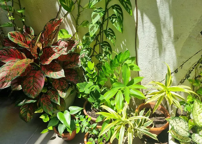 Pousada Da Didi Belém