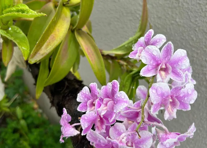 Hospedagem Casa Compacta 01 Jaraguá do Sul