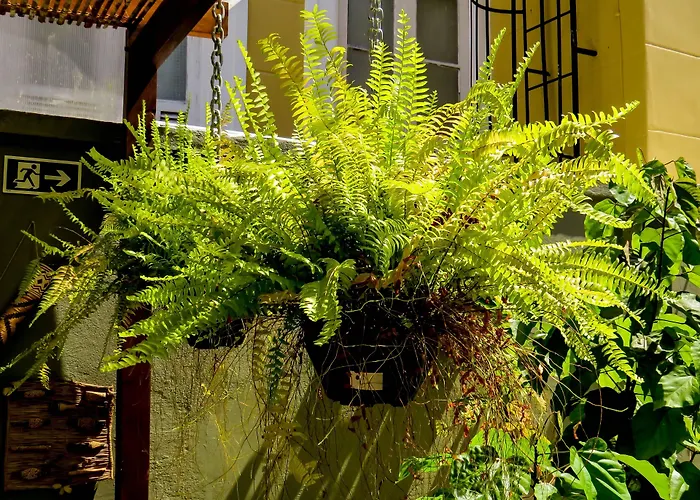 Casa Perpetua Hotel D Charm Manaus