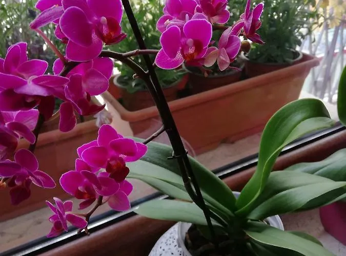 Bed and Breakfast Casa Namaste Lecce